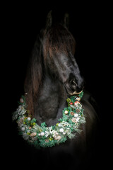 Portrait of a pretty friesian horse gelding wearing a festive christmas wreath in front of black...