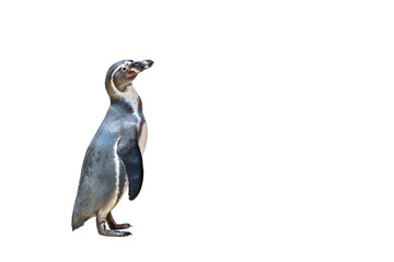 Penguin isolated on transparent background png file