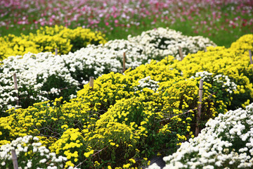 Obraz premium Florist's daisy,Chrysanthemum flowers,many beautiful yellow and white Chrysanthemum flowers blooming in the plantation in autumn 