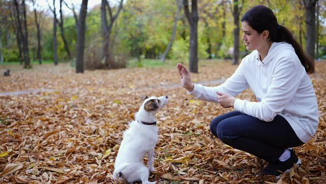 Jack Russell Terrier in nature giving high five with paw to its owner and recieve a treat