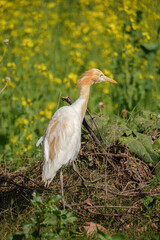 an egret bird is standing on meadow