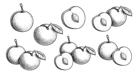 Mirabelle plum. Hand drawn sketch style summer fruit drawings. Best for package, summer market designs. Vector illustrations.