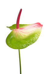 Anthurium flowers isolated on transparent background, PNG.