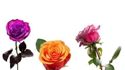 Pink rose isolated on white background.