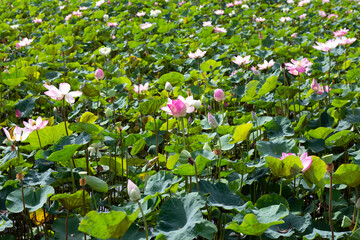 Pink lotus flower blooming in pond with green leaves