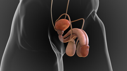 male reproductive system contains the external genitals the penis, testes and the scrotum 3D