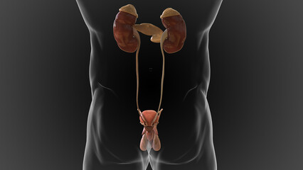 male reproductive system contains the external genitals the penis, testes and the scrotum 3D