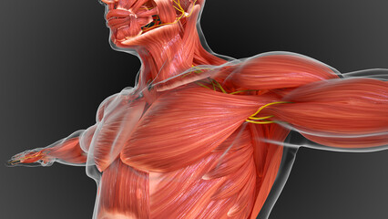 muscular system is an organ system responsible for providing strength 3D