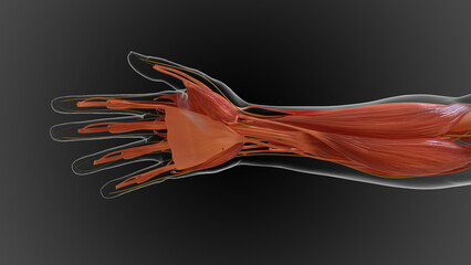 Obraz na płótnie Canvas muscular system is an organ system responsible for providing strength 3D