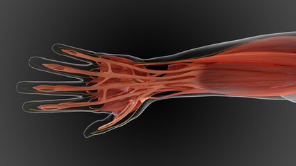 Obraz na płótnie Canvas muscular system is an organ system responsible for providing strength 3D
