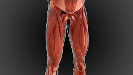 muscular system is an organ system responsible for providing strength 3D