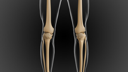 The bony skeleton is divided into 2 parts axial skeleton and appendicular skeleton 3D