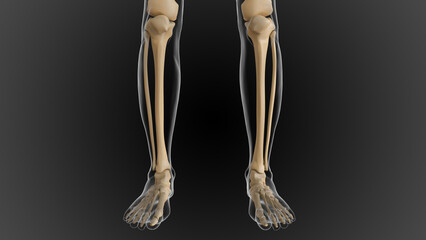 The bony skeleton is divided into 2 parts axial skeleton and appendicular skeleton 3D