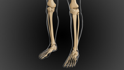 The bony skeleton is divided into 2 parts axial skeleton and appendicular skeleton 3D - obrazy, fototapety, plakaty