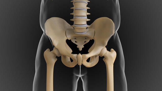 The Bony Skeleton Is Divided Into 2 Parts Axial Skeleton And Appendicular Skeleton 3D