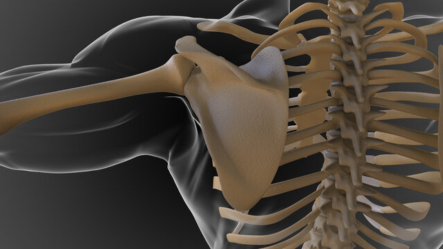 The Bony Skeleton Is Divided Into 2 Parts Axial Skeleton And Appendicular Skeleton 3D