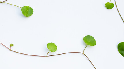 Fresh green centella asiatica leaves on white background.