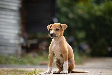 Roadside street puppy