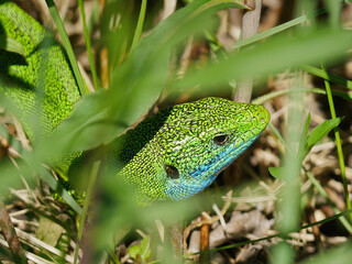 Close-up photo of a European green lizard (Lacerta viridis) in the grass near Mreznica River,...