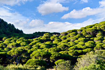 Pine forest of the Natural Park of La Breña, on the Caños de Meca, Barbate, Cadiz