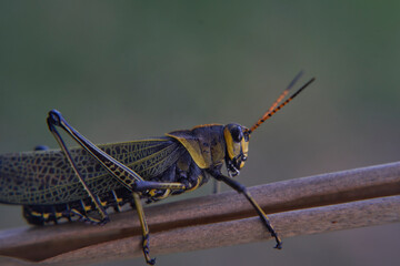 Grasshopper