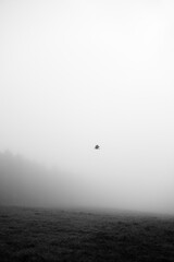 霧の中のカラス