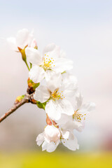春の景色　満開の桜