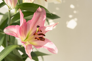 Pink delicate lilies close-up. Beautiful flowers in a warm light. Authentic background. Aesthetic romantic natural design. The concept of a holiday, Birthday, Mother's Day. Macro photo flowers