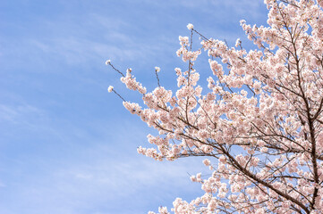 春の青空と満開の桜