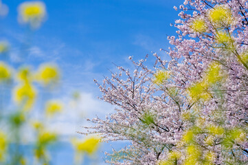 満開の桜と菜の花