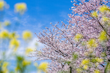 満開の桜と菜の花