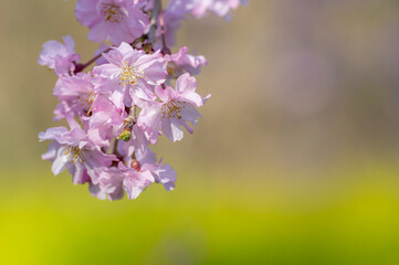 春の風景　満開の江戸桜