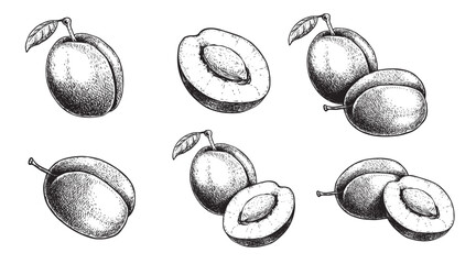 Plum fruit set. Hand drawn sketch style summer fruit drawings collection. Best for package and market designs. Vector illustrations.