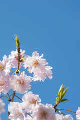 春の風景　満開の江戸桜