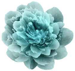 Turquoise  peony flower on  isolated background with clipping path. Closeup. For design. ...