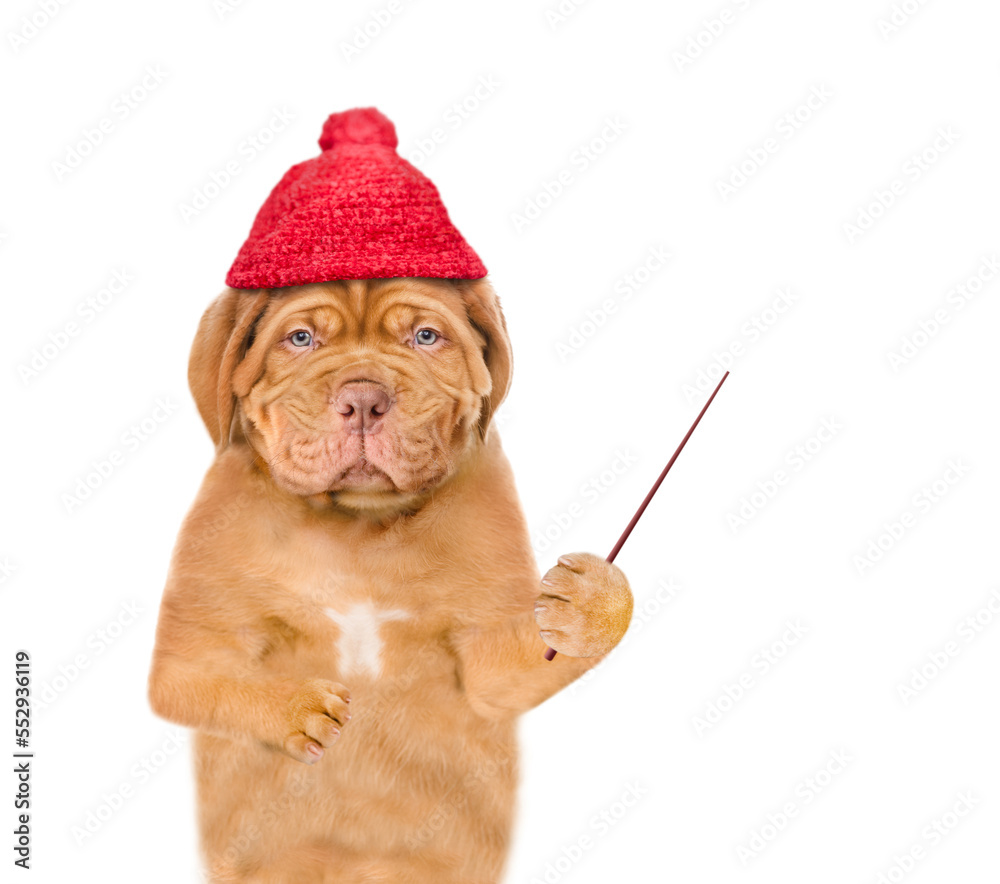 Poster unhappy frozen puppy wearing a warm winter hat with pompon pointing away on empty space. isolated on