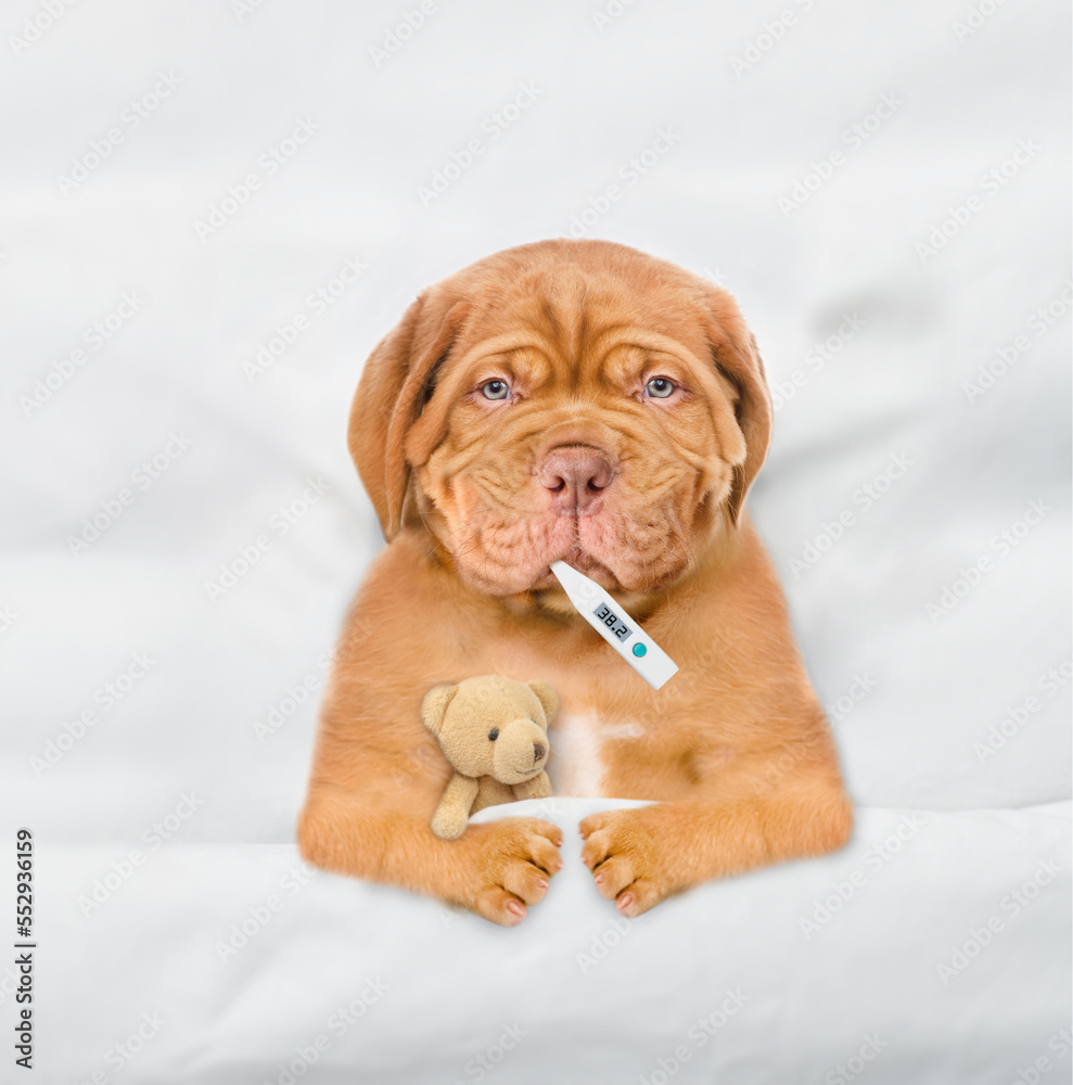 Poster unhappy sick mastiff puppy lying on a bed at home with a thermometer in it mouth and hugging toy bea