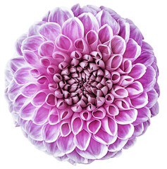 Pink   dahlia. Flower on a white isolated background with clipping path.  For design.  Closeup. ...