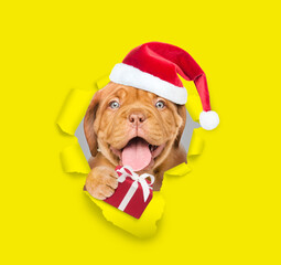 Happy Mastiff puppy wearing red santa hat looking through a hole in yellow paper and holding gift box