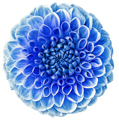 Blue   dahlia. Flower on a white isolated background with clipping path.  For design.  Closeup.  Nature.