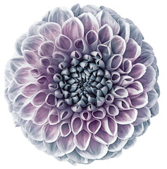 Light purple   dahlia. Flower on a white isolated background with clipping path.  For design.  Closeup.  Nature.