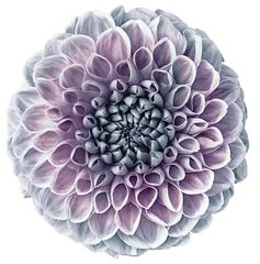 Foto op Plexiglas Light purple   dahlia. Flower on a white isolated background with clipping path.  For design.  Closeup.  Nature. © nadezhda F