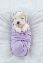Tiny Bichon Frise puppy wrapped like a baby sleeps on a bed at home. Top down view