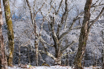 Fototapeta na wymiar 雪の降った山の中で出会った木