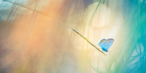 Sunset nature meadow field with butterfly as spring summer background concept. Amazing fantasy...