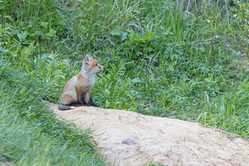 Vulpes vulpes, Red fox