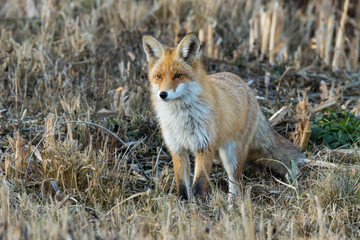 Vulpes vulpes, Red fox
