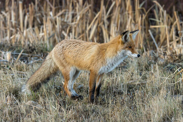 Vulpes vulpes, Red fox