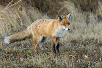 Naklejka na ściany i meble Vulpes vulpes, Red fox