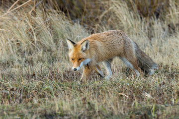 Naklejka na ściany i meble Vulpes vulpes, Red fox